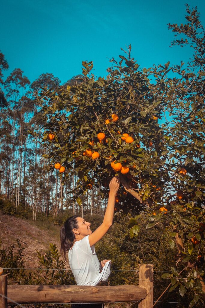 Photo Of Woman Getting Orange From Tree